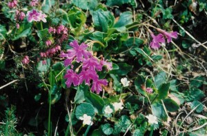 Primula spectabilis (1200 x 789)